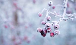 Gartenpflege im Winter